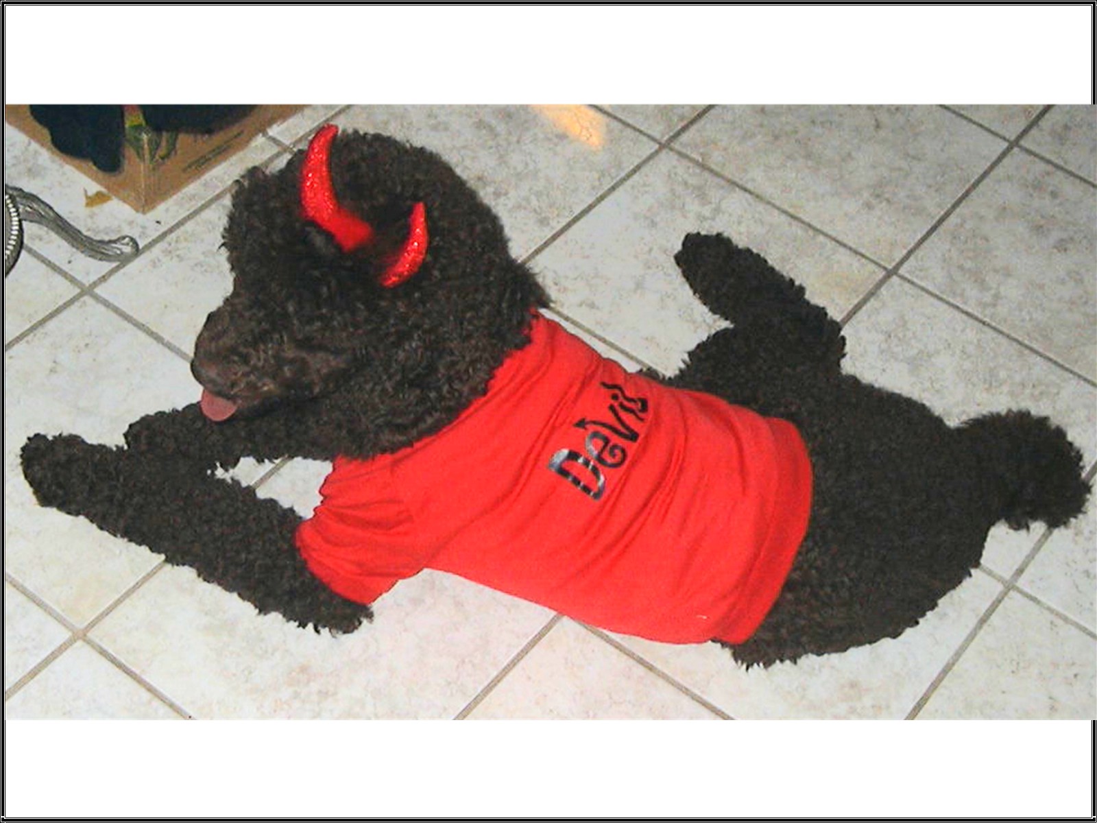 devilfrank1.jpg