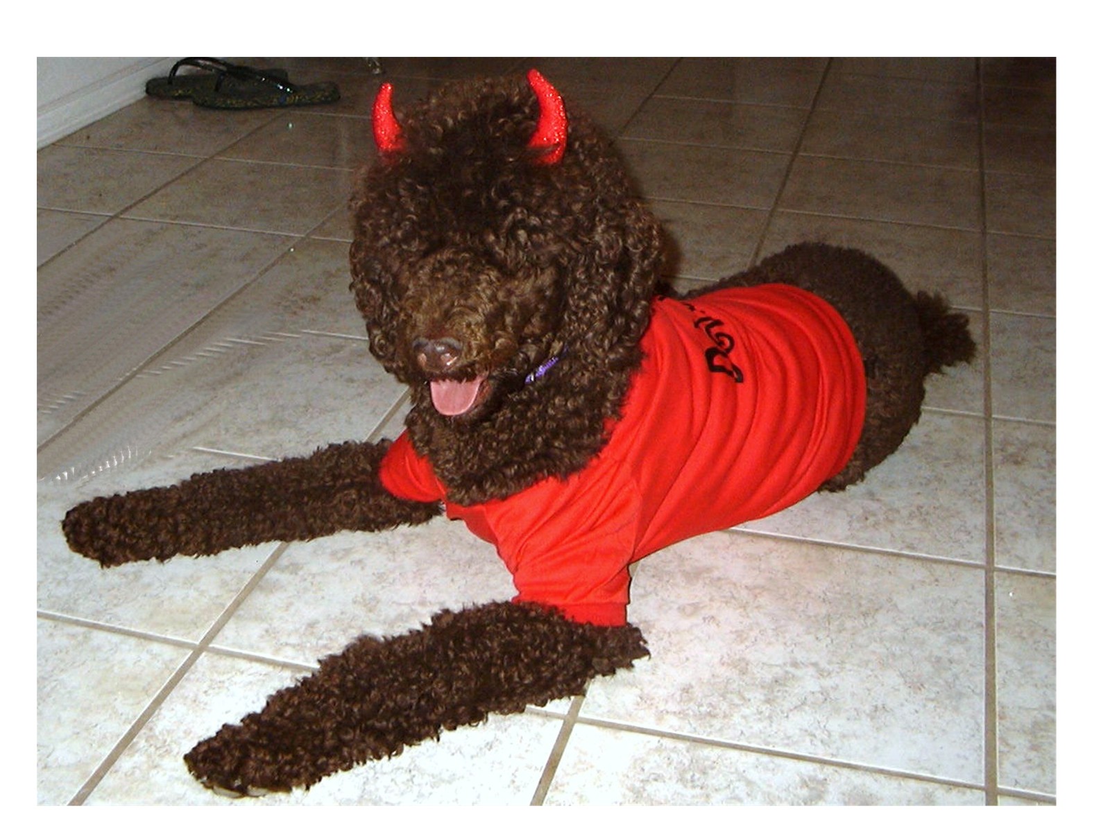 devilfrank2.jpg