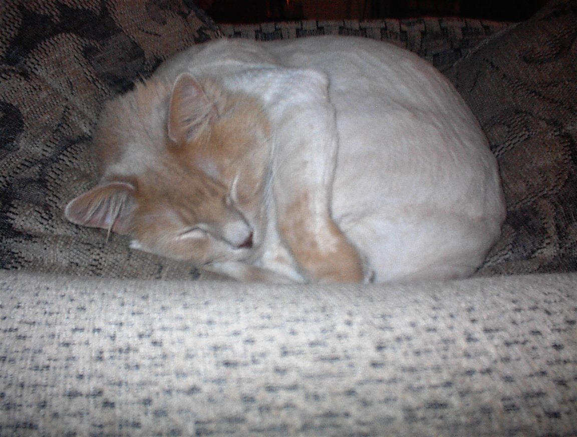 kittyinaball.jpg